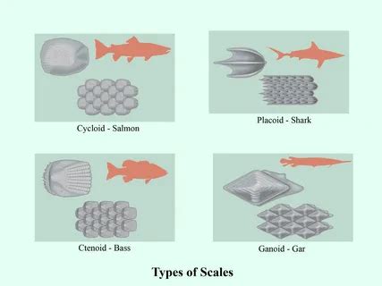why fish have scales|Fish Scales: Everything About Structure and Purpose.